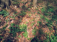 Trillium decumbens