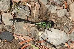 Ophiogomphus anomalus