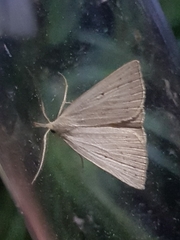 Macrochilo cribrumalis