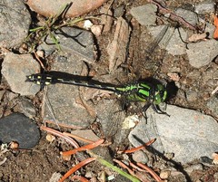 Ophiogomphus anomalus
