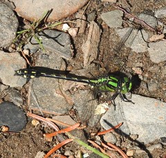 Ophiogomphus anomalus