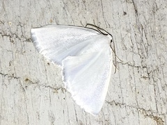 Lomographa vestaliata