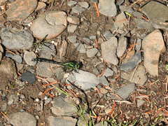 Ophiogomphus anomalus