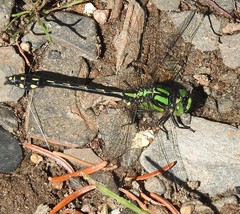 Ophiogomphus anomalus