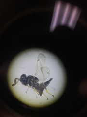 Pirenidae