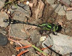 Ophiogomphus anomalus