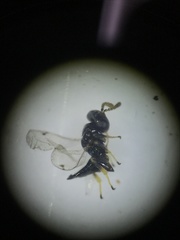 Pirenidae