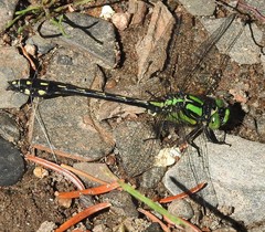 Ophiogomphus anomalus