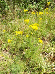 Jacobaea adonidifolia