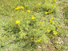 Jacobaea adonidifolia