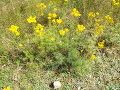 Jacobaea adonidifolia