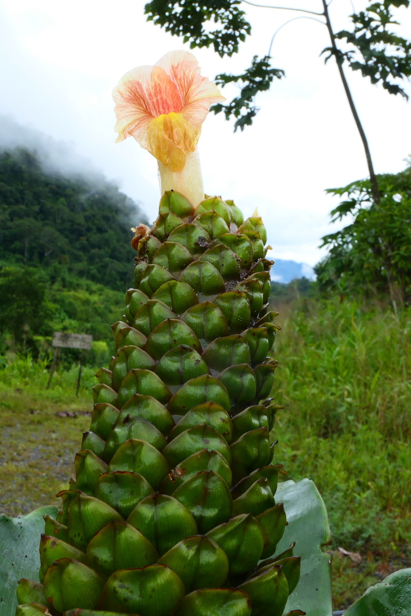 Costus guanaiensis