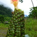Costus guanaiensis - Photo (c) Dave Skinner, osa oikeuksista pidätetään (CC BY-NC), lähettänyt Dave Skinner