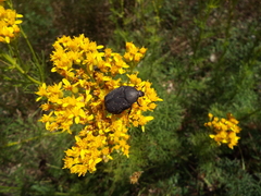 Jacobaea adonidifolia
