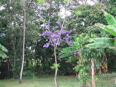 Jacaranda obtusifolia