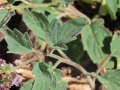 Phacelia hydrophylloides