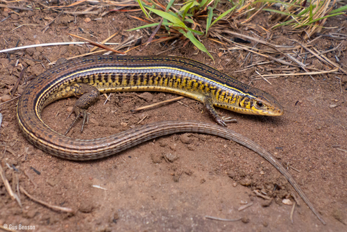 Gerrhosaurus flavigularis