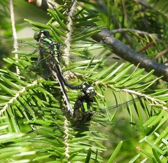 Ophiogomphus anomalus