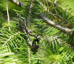 Ophiogomphus anomalus