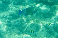 Abudefduf abdominalis