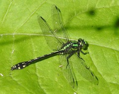 Ophiogomphus anomalus