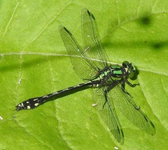 Ophiogomphus anomalus