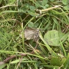 Lepidoptera