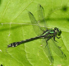 Ophiogomphus anomalus