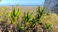 Aloiampelos commixta