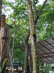 Ramphastos sulfuratus