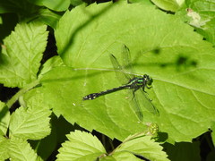 Ophiogomphus anomalus