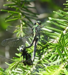 Ophiogomphus anomalus