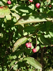 Euonymus europaeus