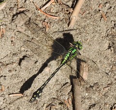 Ophiogomphus anomalus