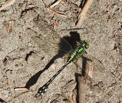 Ophiogomphus anomalus