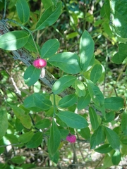 Euonymus europaeus