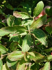 Euonymus europaeus