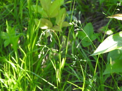 Poa saltuensis saltuensis