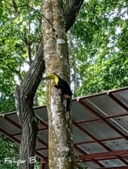 Ramphastos sulfuratus