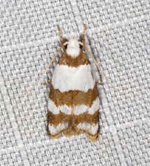 Heteroteucha dimochla