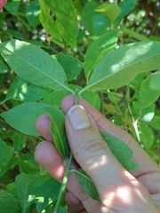 Euonymus europaeus