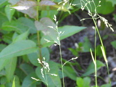 Poa saltuensis saltuensis