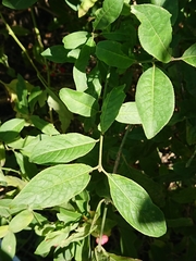 Euonymus europaeus