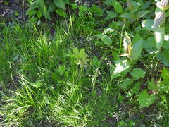 Poa saltuensis saltuensis