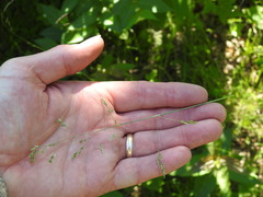 Poa saltuensis saltuensis