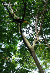 Ramphastos sulfuratus