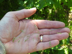 Poa saltuensis saltuensis