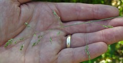 Poa saltuensis saltuensis