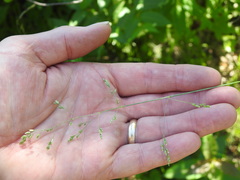 Poa saltuensis saltuensis