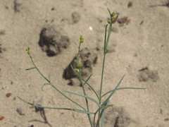 Linaria odora